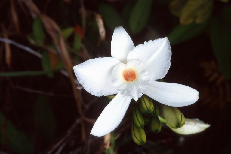 Vanilla is a beautiful flower.